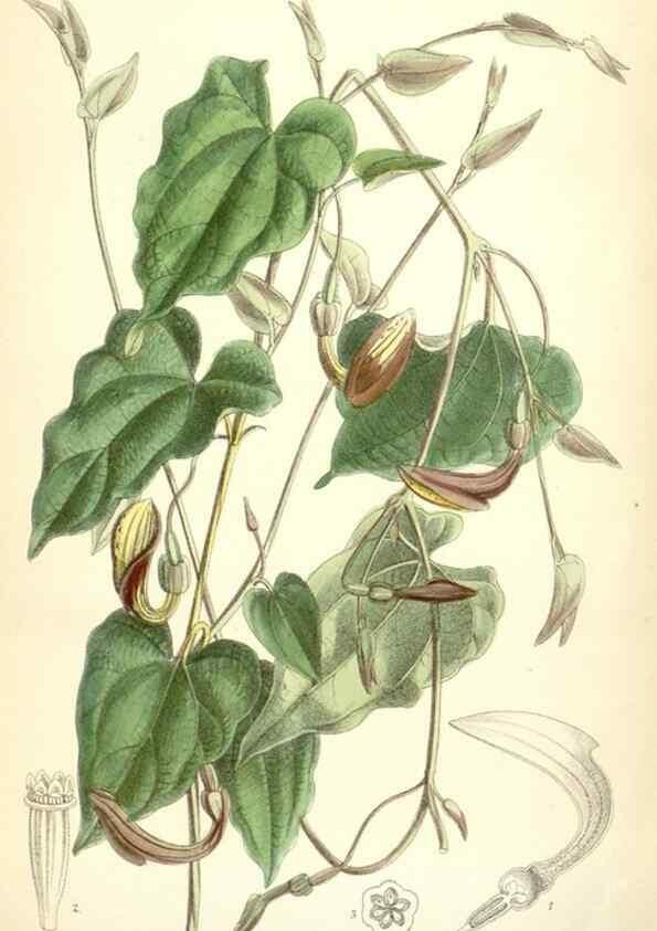 Reproducción/Reproduction 35397421535: Curtis's botanical magazine.. London ; New York [etc.] :Academic Press [etc.]