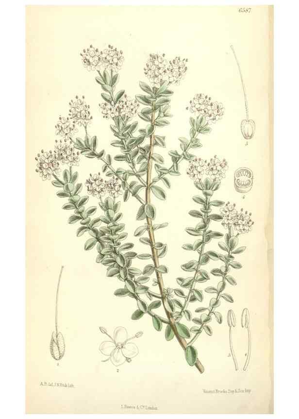 Reproducción/Reproduction 35397424115: Curtis's botanical magazine.. London ; New York [etc.] :Academic Press [etc.]