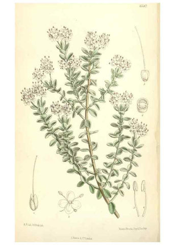 Reproducción/Reproduction 35397424115: Curtis's botanical magazine.. London ; New York [etc.] :Academic Press [etc.]