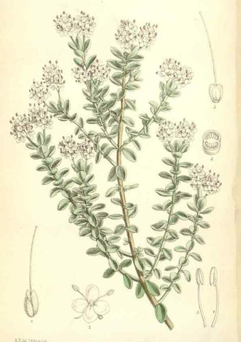 Reproducción/Reproduction 35397424115: Curtis's botanical magazine.. London ; New York [etc.] :Academic Press [etc.]