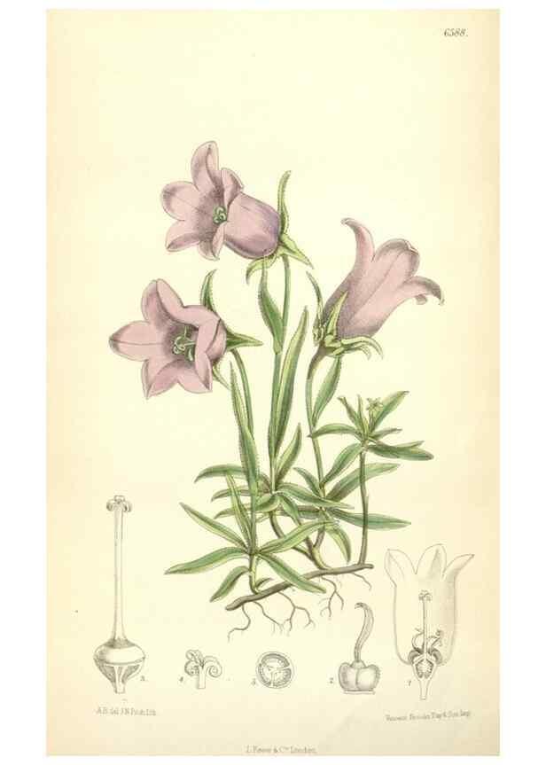 Reproducción/Reproduction 35010616810: Curtis's botanical magazine.. London ; New York [etc.] :Academic Press [etc.]