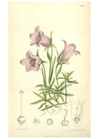 Reproducción/Reproduction 35010616810: Curtis's botanical magazine.. London ; New York [etc.] :Academic Press [etc.]