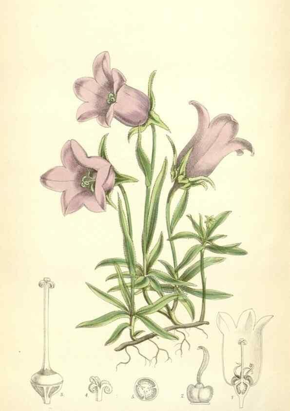 Reproducción/Reproduction 35010616810: Curtis's botanical magazine.. London ; New York [etc.] :Academic Press [etc.]