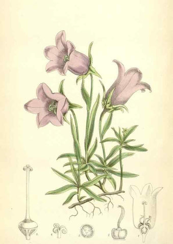 Reproducción/Reproduction 35010616810: Curtis's botanical magazine.. London ; New York [etc.] :Academic Press [etc.]