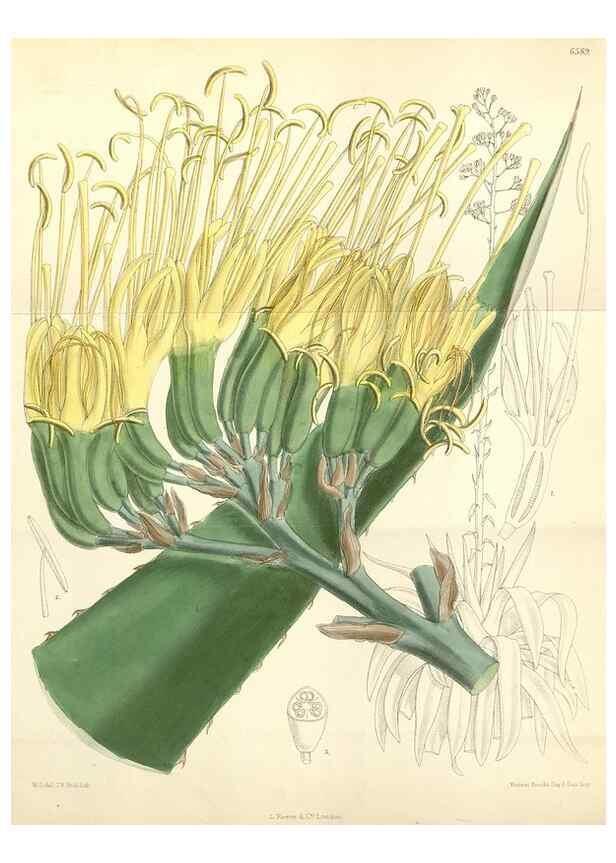 Reproducción/Reproduction 35010619340: Curtis's botanical magazine.. London ; New York [etc.] :Academic Press [etc.]