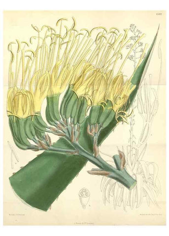 Reproducción/Reproduction 35010619340: Curtis's botanical magazine.. London ; New York [etc.] :Academic Press [etc.]