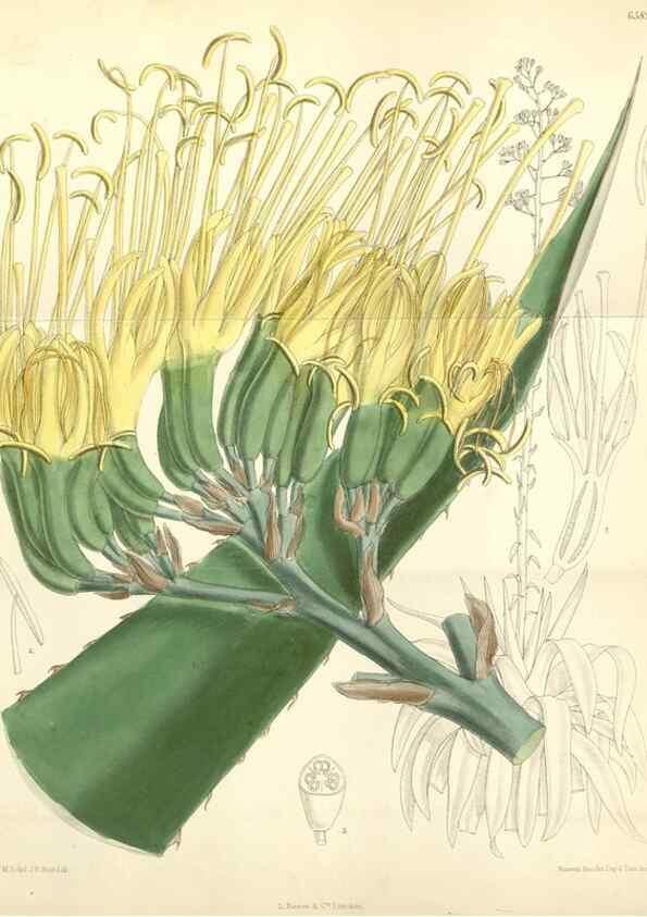 Reproducción/Reproduction 35010619340: Curtis's botanical magazine.. London ; New York [etc.] :Academic Press [etc.]