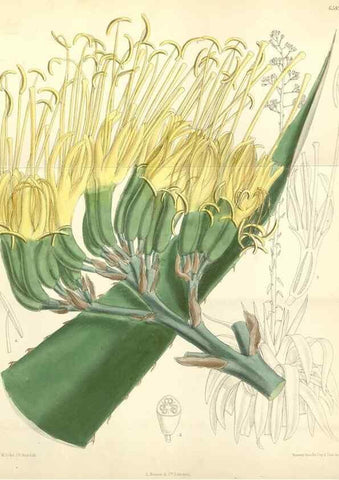 Reproducción/Reproduction 35010619340: Curtis's botanical magazine.. London ; New York [etc.] :Academic Press [etc.]