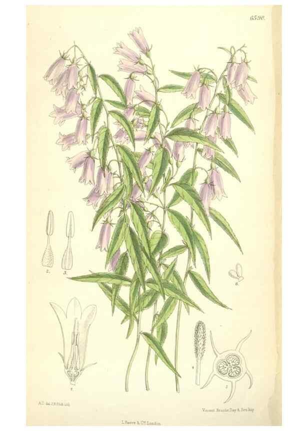 Reproducción/Reproduction 35010621990: Curtis's botanical magazine.. London ; New York [etc.] :Academic Press [etc.]