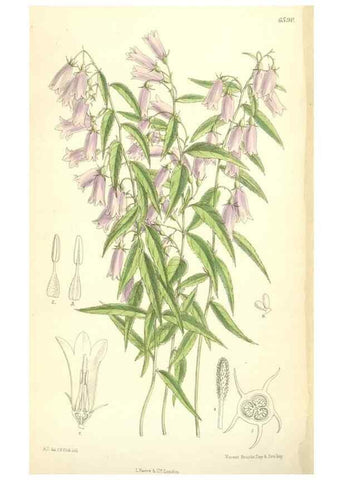 Reproducción/Reproduction 35010621990: Curtis's botanical magazine.. London ; New York [etc.] :Academic Press [etc.]