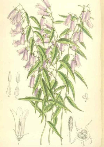 Reproducción/Reproduction 35010621990: Curtis's botanical magazine.. London ; New York [etc.] :Academic Press [etc.]