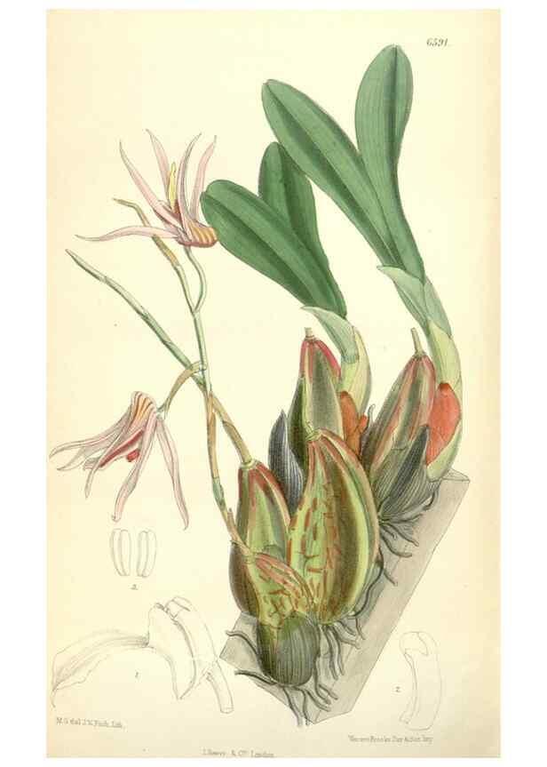 Reproducción/Reproduction 35010623900: Curtis's botanical magazine.. London ; New York [etc.] :Academic Press [etc.]