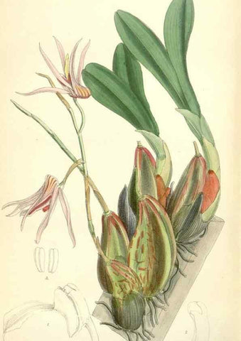 Reproducción/Reproduction 35010623900: Curtis's botanical magazine.. London ; New York [etc.] :Academic Press [etc.]