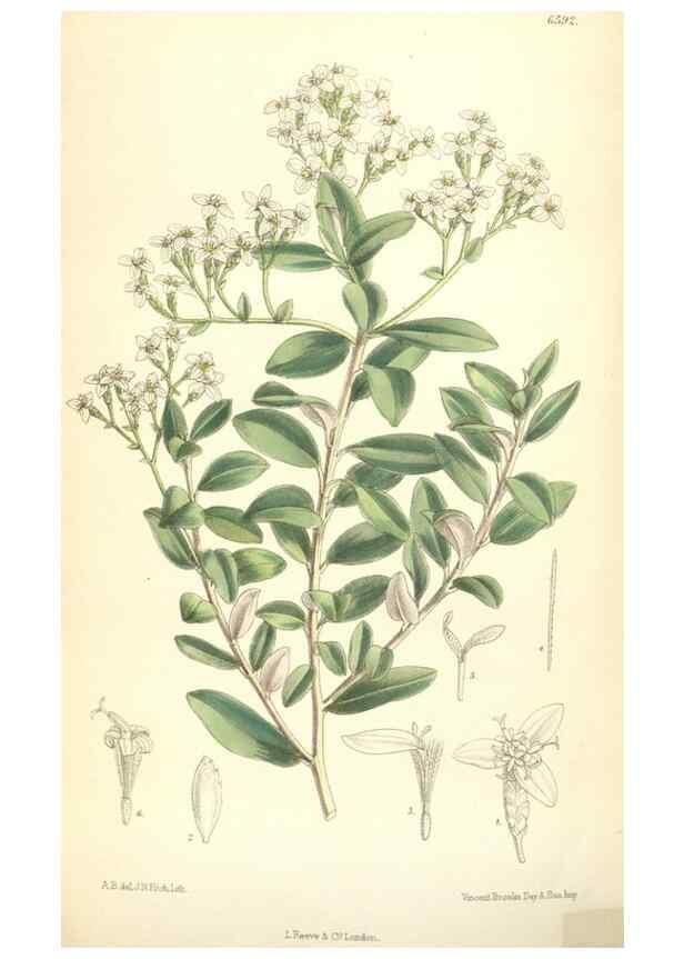 Reproducción/Reproduction 35010625860: Curtis's botanical magazine.. London ; New York [etc.] :Academic Press [etc.]