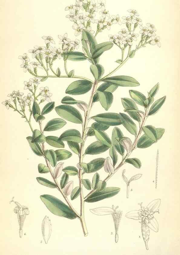 Reproducción/Reproduction 35010625860: Curtis's botanical magazine.. London ; New York [etc.] :Academic Press [etc.]