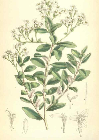 Reproducción/Reproduction 35010625860: Curtis's botanical magazine.. London ; New York [etc.] :Academic Press [etc.]