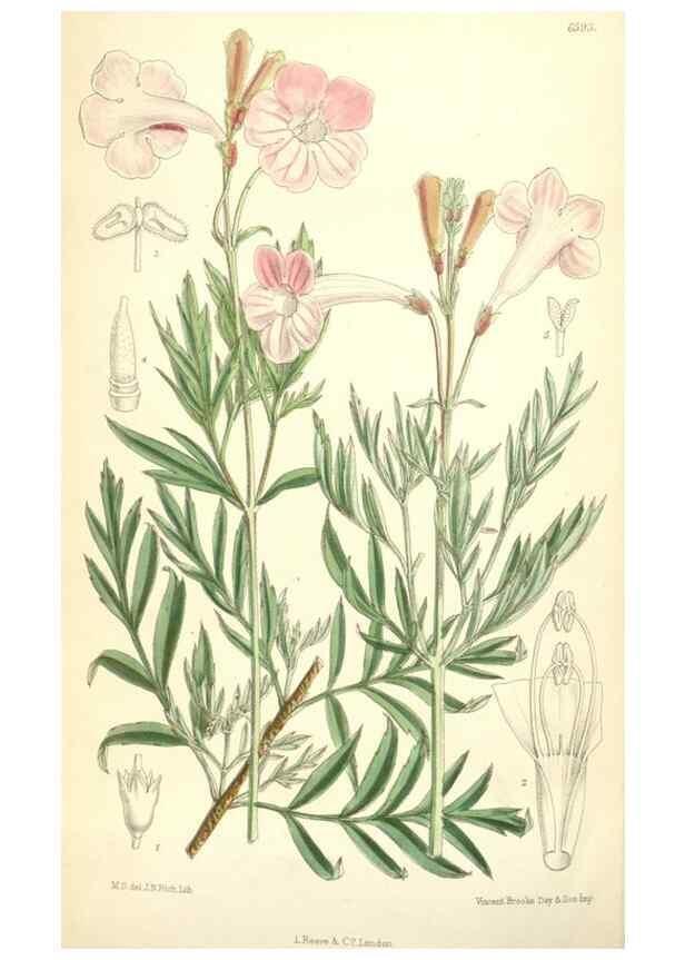 Reproducción/Reproduction 35010627870: Curtis's botanical magazine.. London ; New York [etc.] :Academic Press [etc.]