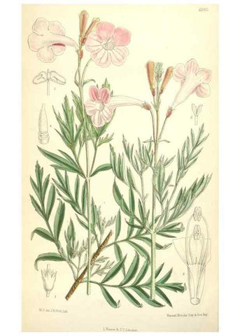 Reproducción/Reproduction 35010627870: Curtis's botanical magazine.. London ; New York [etc.] :Academic Press [etc.]