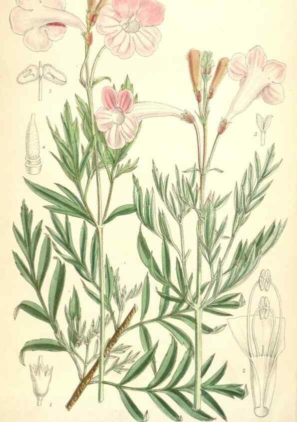 Reproducción/Reproduction 35010627870: Curtis's botanical magazine.. London ; New York [etc.] :Academic Press [etc.]