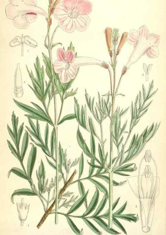 Reproducción/Reproduction 35010627870: Curtis's botanical magazine.. London ; New York [etc.] :Academic Press [etc.]