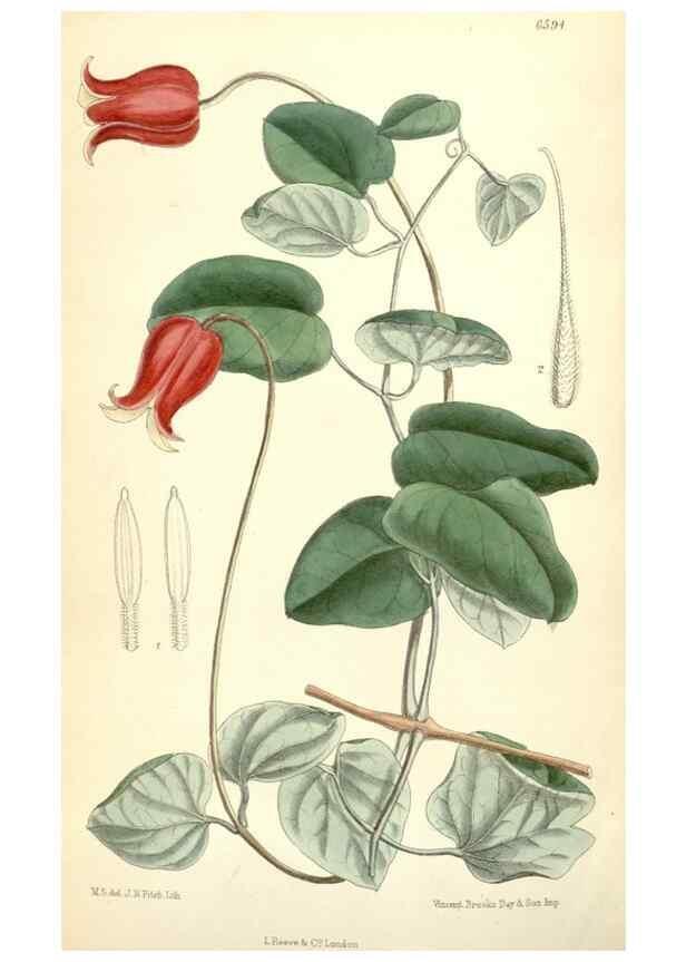 Reproducción/Reproduction 35010629890: Curtis's botanical magazine.. London ; New York [etc.] :Academic Press [etc.]