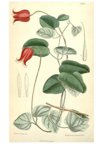 Reproducción/Reproduction 35010629890: Curtis's botanical magazine.. London ; New York [etc.] :Academic Press [etc.]