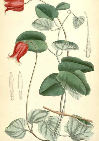 Reproducción/Reproduction 35010629890: Curtis's botanical magazine.. London ; New York [etc.] :Academic Press [etc.]