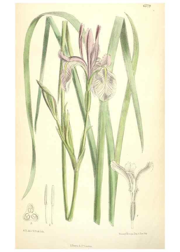 Reproducción/Reproduction 34588093303: Curtis's botanical magazine.. London ; New York [etc.] :Academic Press [etc.]