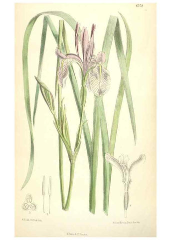 Reproducción/Reproduction 34588093303: Curtis's botanical magazine.. London ; New York [etc.] :Academic Press [etc.]