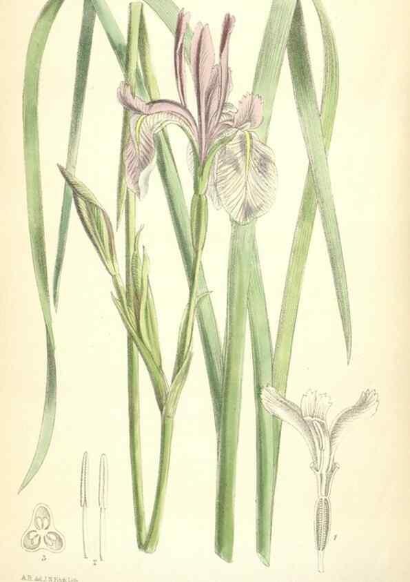 Reproducción/Reproduction 34588093303: Curtis's botanical magazine.. London ; New York [etc.] :Academic Press [etc.]