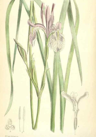Reproducción/Reproduction 34588093303: Curtis's botanical magazine.. London ; New York [etc.] :Academic Press [etc.]