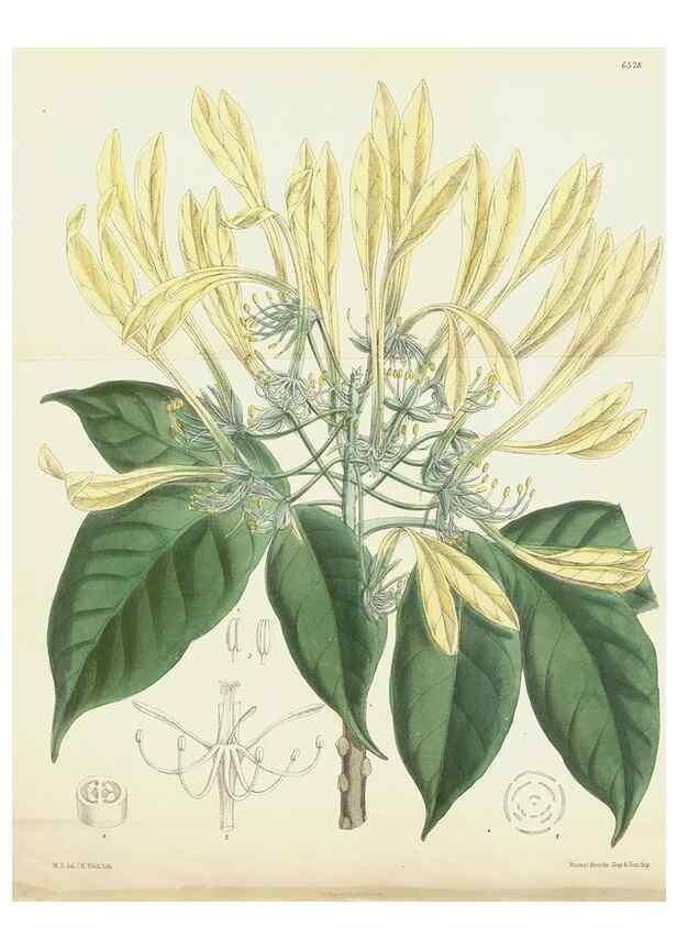 Reproducción/Reproduction 35268028021: Curtis's botanical magazine.. London ; New York [etc.] :Academic Press [etc.]