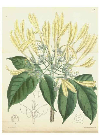 Reproducción/Reproduction 35268028021: Curtis's botanical magazine.. London ; New York [etc.] :Academic Press [etc.]