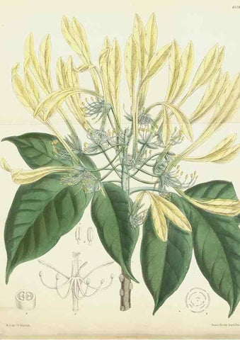 Reproducción/Reproduction 35268028021: Curtis's botanical magazine.. London ; New York [etc.] :Academic Press [etc.]