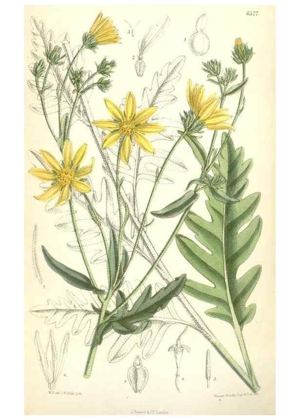 Reproducción/Reproduction 35268026871: Curtis's botanical magazine.. London ; New York [etc.] :Academic Press [etc.]