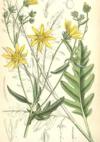 Reproducción/Reproduction 35268026871: Curtis's botanical magazine.. London ; New York [etc.] :Academic Press [etc.]