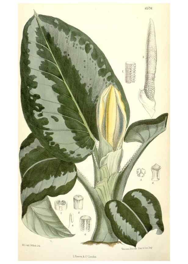 Reproducción/Reproduction 35268025201: Curtis's botanical magazine.. London ; New York [etc.] :Academic Press [etc.]