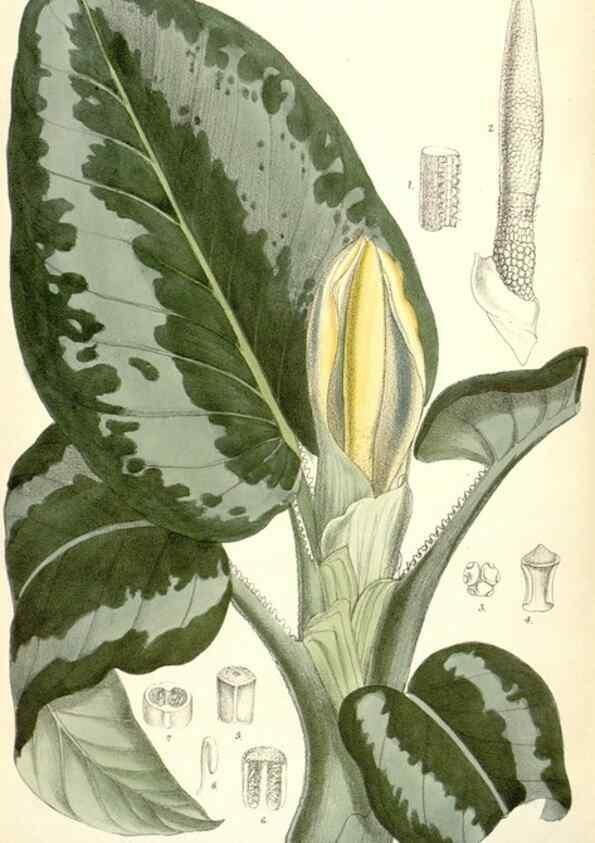 Reproducción/Reproduction 35268025201: Curtis's botanical magazine.. London ; New York [etc.] :Academic Press [etc.]
