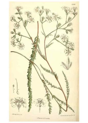 Reproducción/Reproduction 34588061533: Curtis's botanical magazine.. London ; New York [etc.] :Academic Press [etc.]