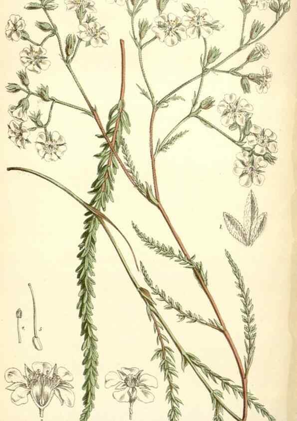 Reproducción/Reproduction 34588061533: Curtis's botanical magazine.. London ; New York [etc.] :Academic Press [etc.]