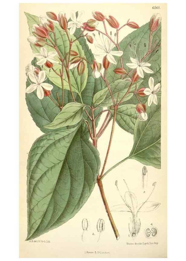 Reproducción/Reproduction 34588062923: Curtis's botanical magazine.. London ; New York [etc.] :Academic Press [etc.]
