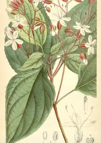 Reproducción/Reproduction 34588062923: Curtis's botanical magazine.. London ; New York [etc.] :Academic Press [etc.]