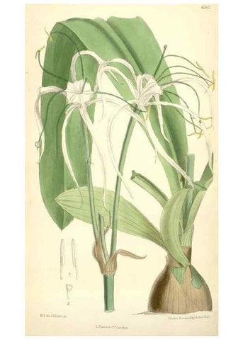 Reproducción/Reproduction 35231143502: Curtis's botanical magazine.. London ; New York [etc.] :Academic Press [etc.]