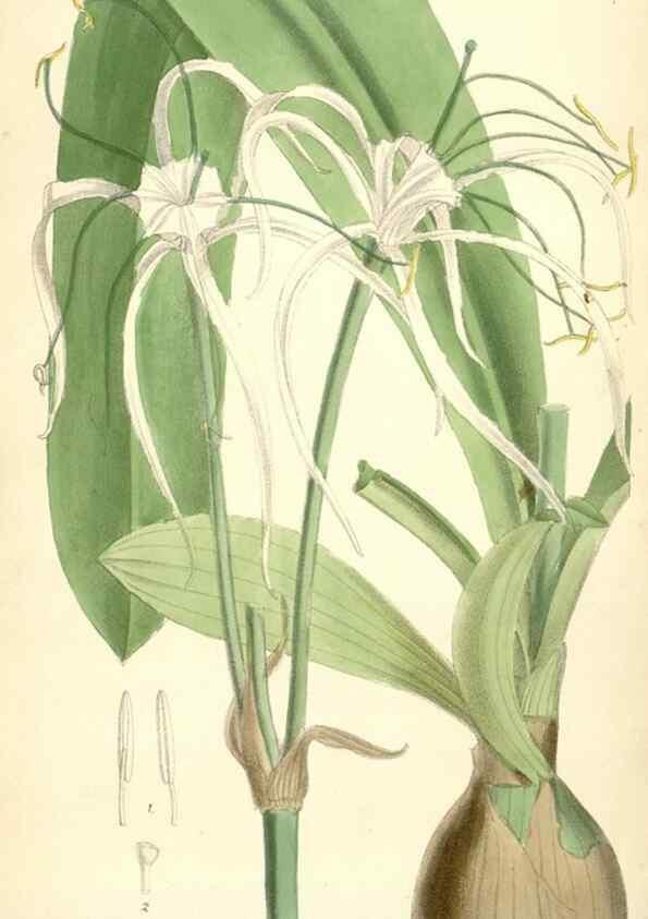 Reproducción/Reproduction 35231143502: Curtis's botanical magazine.. London ; New York [etc.] :Academic Press [etc.]