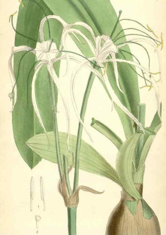 Reproducción/Reproduction 35231143502: Curtis's botanical magazine.. London ; New York [etc.] :Academic Press [etc.]