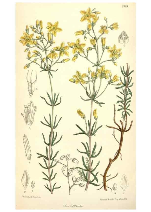 Reproducción/Reproduction 35231145342: Curtis's botanical magazine.. London ; New York [etc.] :Academic Press [etc.]