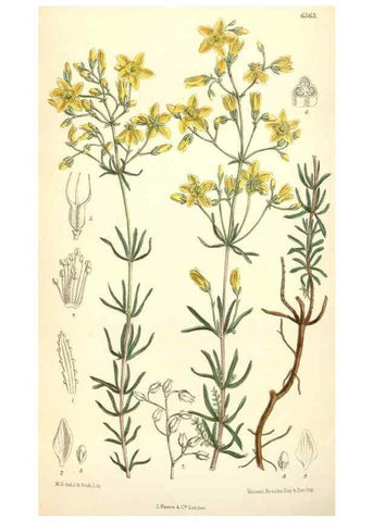 Reproducción/Reproduction 35231145342: Curtis's botanical magazine.. London ; New York [etc.] :Academic Press [etc.]