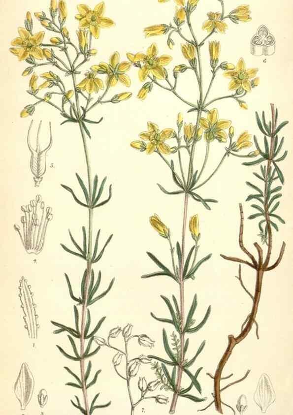 Reproducción/Reproduction 35231145342: Curtis's botanical magazine.. London ; New York [etc.] :Academic Press [etc.]