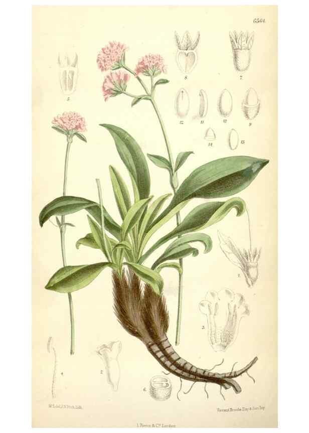 Reproducción/Reproduction 35231147372: Curtis's botanical magazine.. London ; New York [etc.] :Academic Press [etc.]
