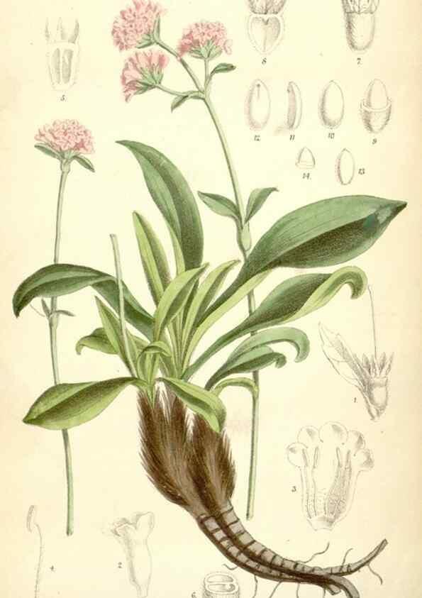 Reproducción/Reproduction 35231147372: Curtis's botanical magazine.. London ; New York [etc.] :Academic Press [etc.]